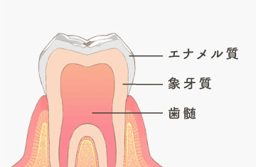 エナメル質/象牙質/歯髄